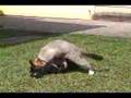 Salchicha video