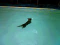 Swimming Cattle Dog Swimming Cattle Dog