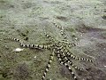 Mimic the Octopus