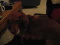 Your (Female) Mini Dachshund is Humping My Leg!