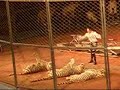 White Tiger Show