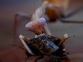 Indische Riesen Gottesanbeterin (Hierodula) Frisst Schabe