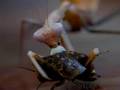 Indische Riesen Gottesanbeterin (Hierodula) Frisst Schabe