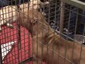 rednose-pitbull.html