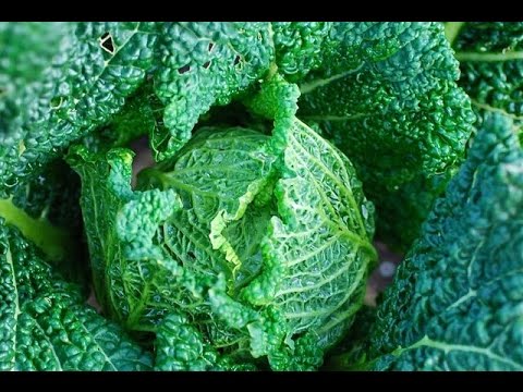 video-linktoworks-HOW TO GROW CABBAGE
