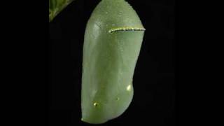 Monarch chrysalis time lapse