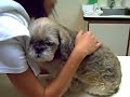 Mickey visit to the vet