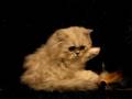 videos de Teacup Persian Kitten 4 adoption www.tcup-persians.com