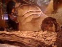 serpent floridana