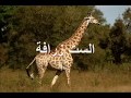كليب اغنيةهم النم -عفاف راضى