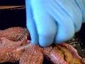Starfish Dissection