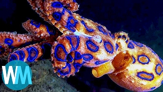 Top 10 Most Dangerous Sea Creatures