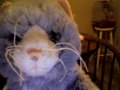 my audition 4 fireheart and snowfeather