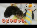 赤ちゃんこねこがやってきたっ！2019年8月編その1