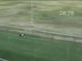Basenji video