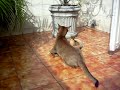 Cats (Gato) - Abyssinians kittens fight , play - Gatos Abissínios brincando de luta. Cats (Gato) - Abyssinians kittens fight , play - Gatos Abissínios brincando de luta.