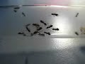 Ants attacking insect (short fight) Ants attacking insect (short fight)
