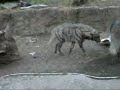 Hyenas