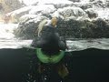 The Puffin Dance
