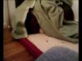 videos de Watch what happens when you chase the lazer!