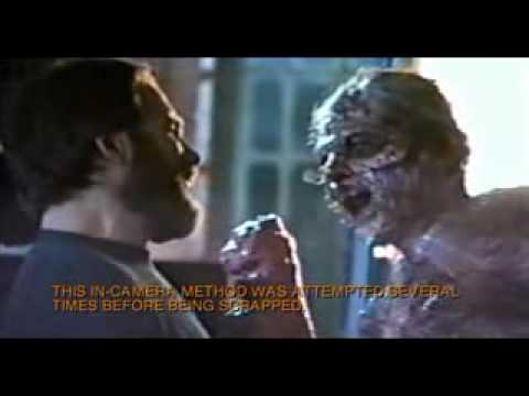 the fly
