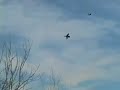 Minnesota Duck Hunting 2007 Opener Teal Hunt Keller Outdoors Minnesota Duck Hunting 2007 Opener Teal Hunt Keller Outdoors