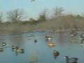 Minnesota Duck Hunting 2007 Opener Teal Hunt Keller Outdoors