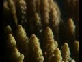 Coral Spawning Coral Spawning
