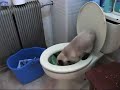 Teaching cats how to use the toilet.
