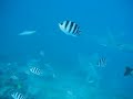 Baqa Shark Feeding