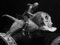 CIRCUS