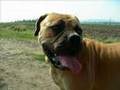Bullmastiff video