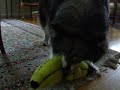 Dog with banana Dog with banana