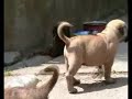 Dogo canario puppies (Keke-Lola) Dogo canario puppies (Keke-Lola)