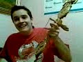 mirko gusla 1