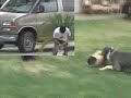 Thebullyhouse.com Pitbulls Pit Bulls Working Out