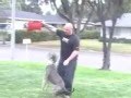 Thebullyhouse com Pitbulls Pit Bulls Working Out