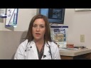 Dog Health Treatment & Advice : Signs That a Dog Is Pregnant Dog Health Treatment & Advice : Signs That a Dog Is Pregnant