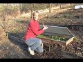 Grow Winter Greens in a Box