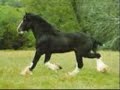 ...and I can't live without her...**Horses**