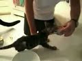 Chaton affamé Chaton affamé