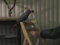 African grey vs socks I African grey vs socks I