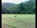 Ukoi Ngelantar