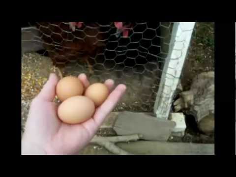 how to harvest eggs from chickens