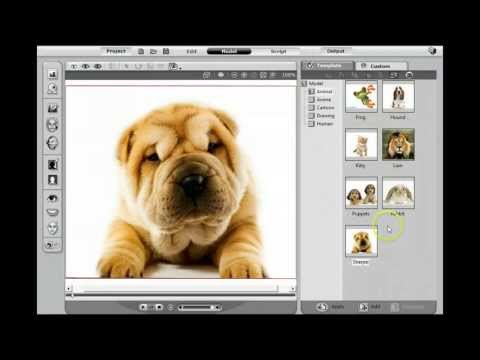 how to decide to put a pet down