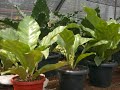 Bisnis Budidaya Tanaman Hias Bunga Anggrek Orchid Aglaonema