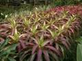 Bisnis Budidaya Tanaman Hias Bunga Anggrek Orchid Aglaonema