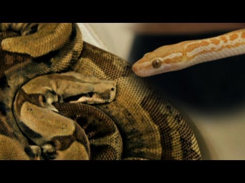 YouTube reptile video