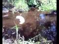 The most biggest snake ever caught and killed
