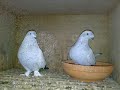 Guvercin/takla/pigeons/duiven/Aksehir/Gouda/Hollanda/miski/